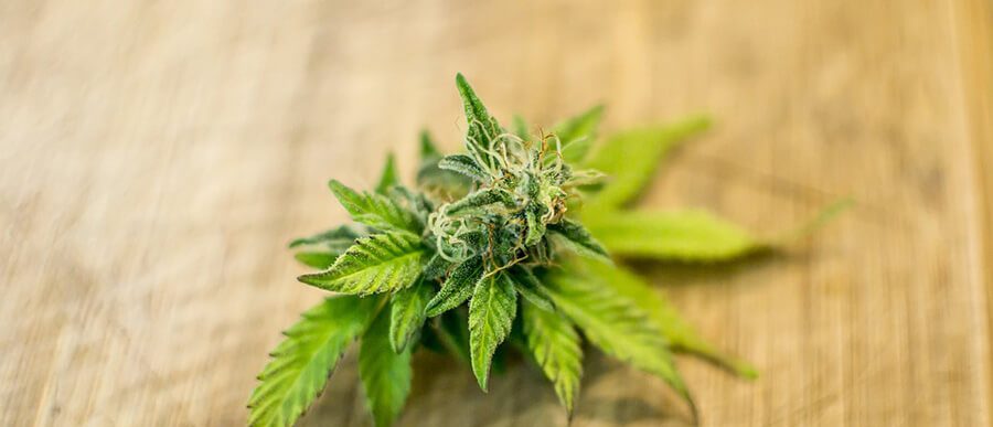 https://www.coladigital.ca/wp-content/uploads/2019/03/how-seo-benefits-medical-marijuana-dispensary-seo-e1551572318744.jpg